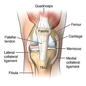 Anterior view of knee joint showing patellar ligament; SOURCE: Modeled from zygote model, abnormal_knee.mb; 3D_orthosurg_arthros-knee-ACL_abnormal_anatomy